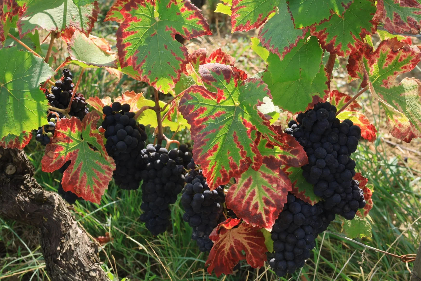 羅曼尼康帝葡萄酒