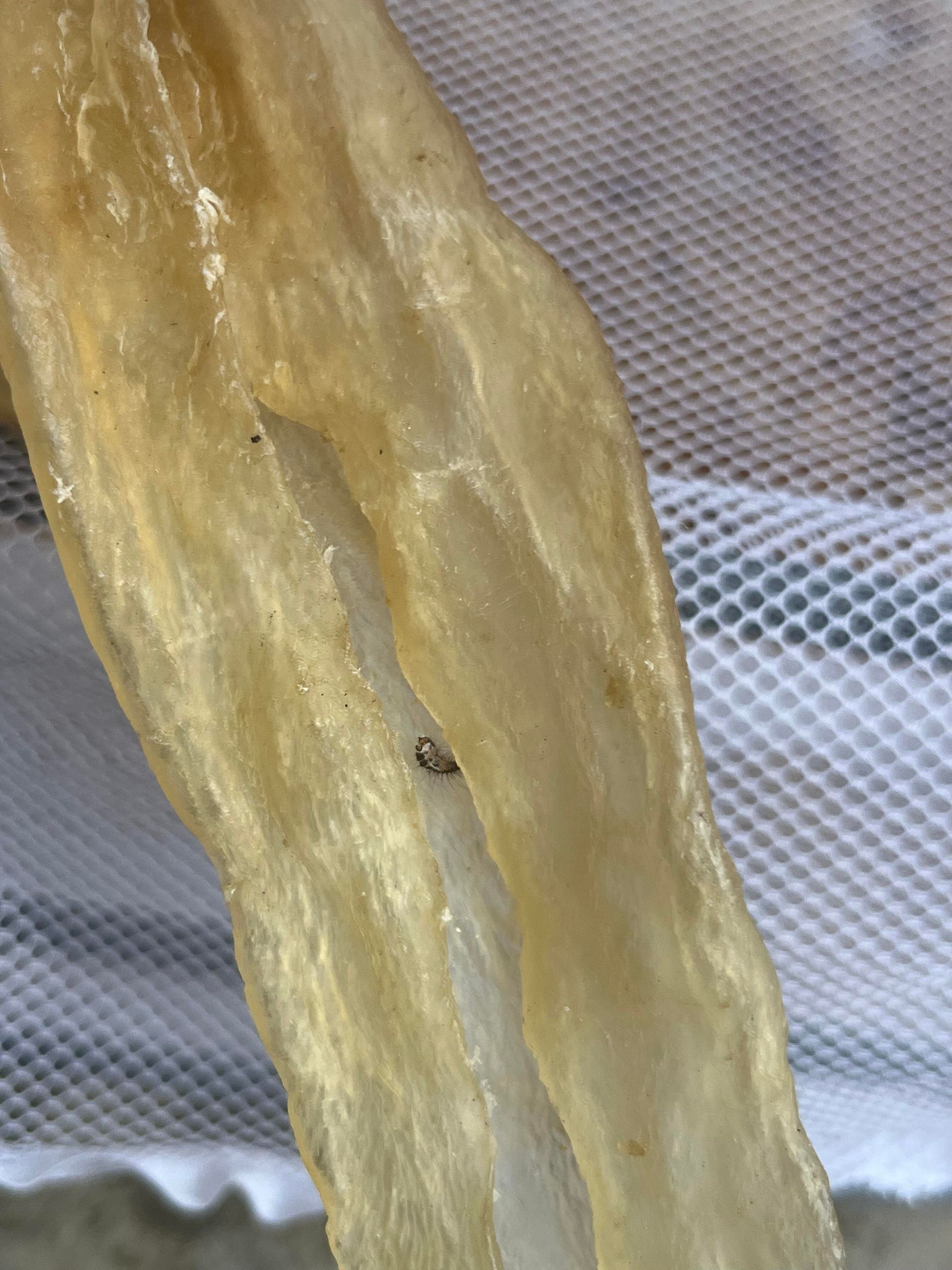 花膠白霉蟲孔斷件與死膠品相比較