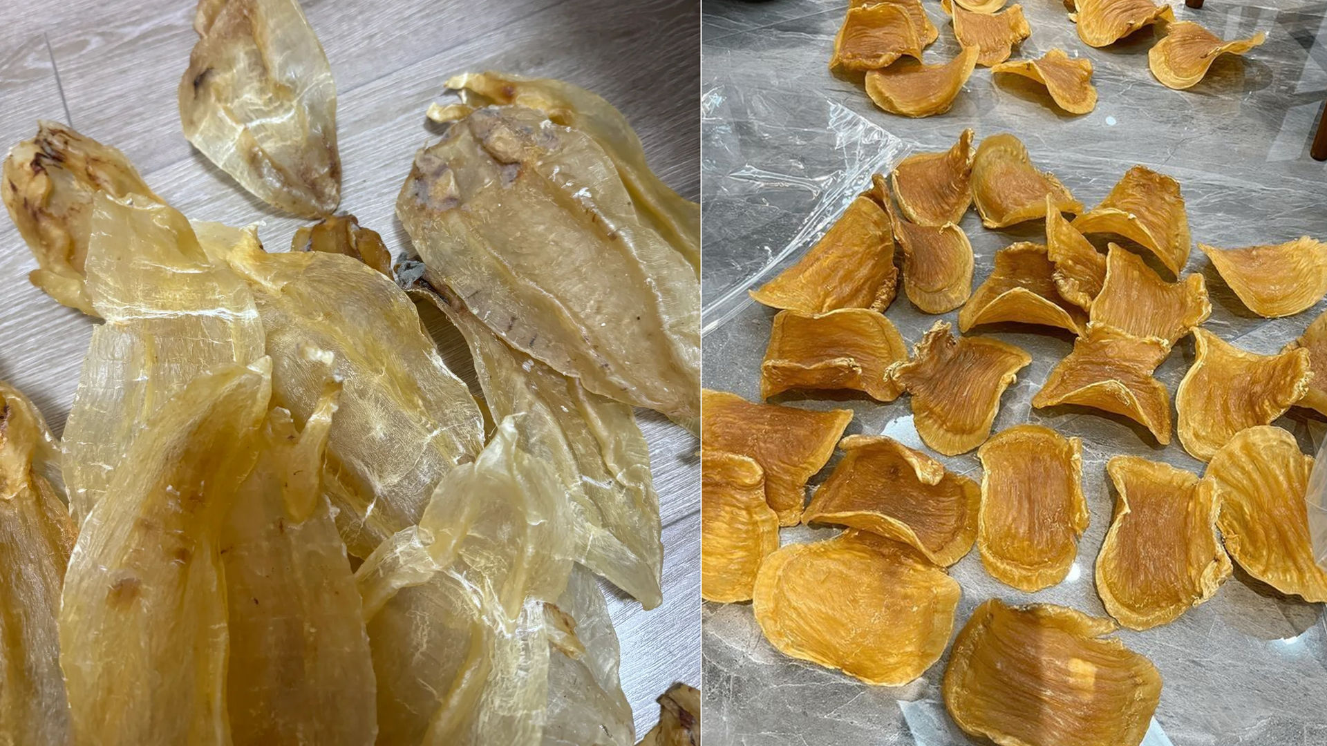 專家對比展示發霉花膠與陳年優質花膠的外觀差異