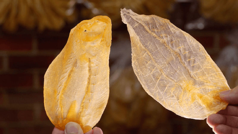 展示極大型、低頭數的優質廣肚或白花膠