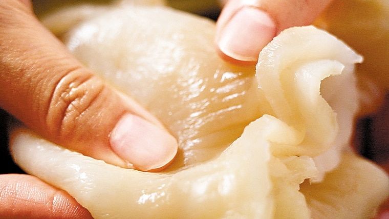 泡發後的花膠呈現飽滿狀態