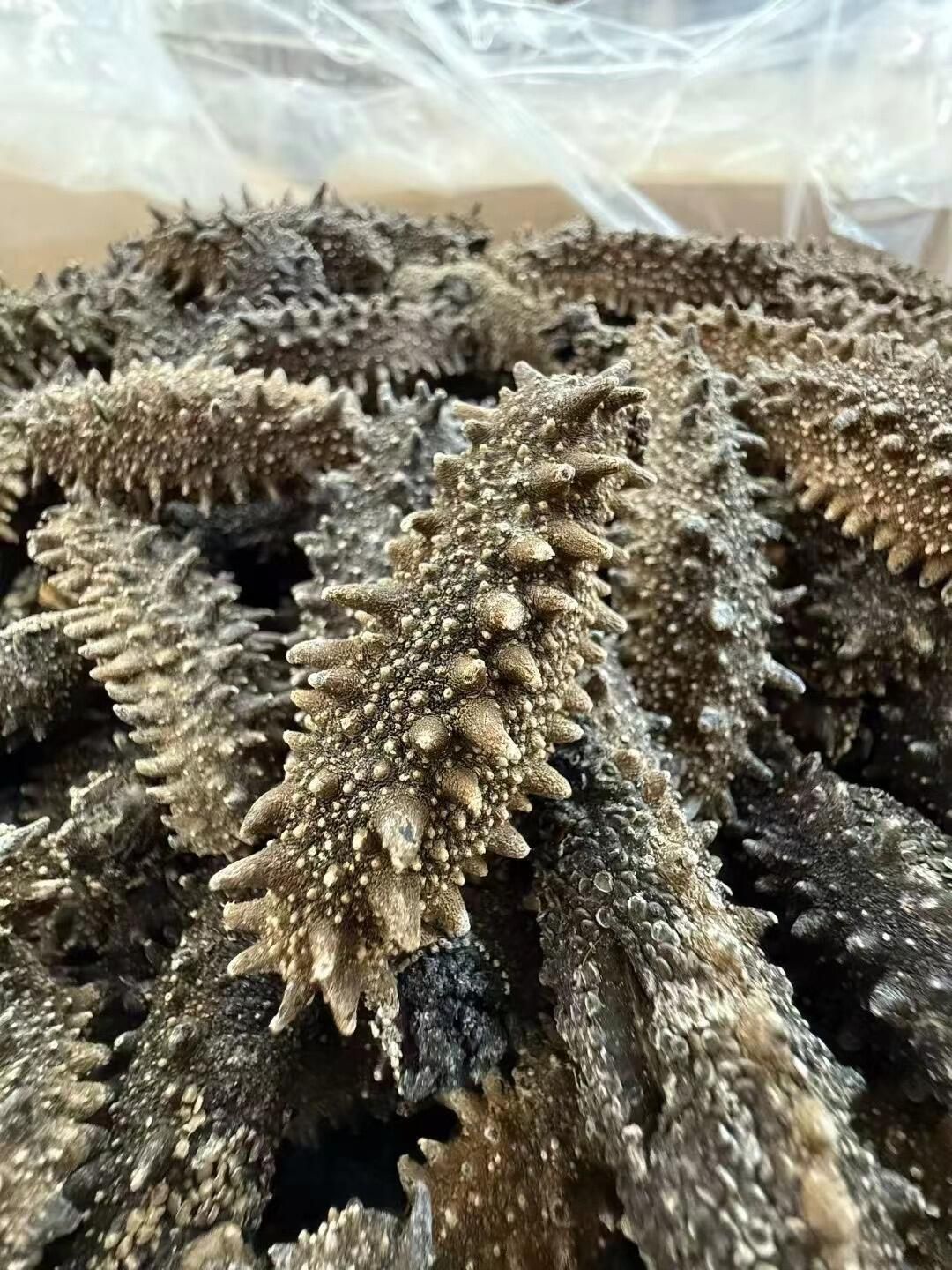 海參實物展示