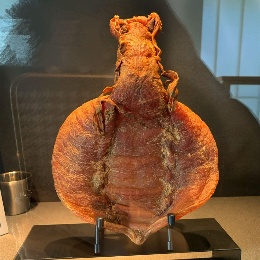 專業海味鑑定過程 - 檢查花膠與蟲草