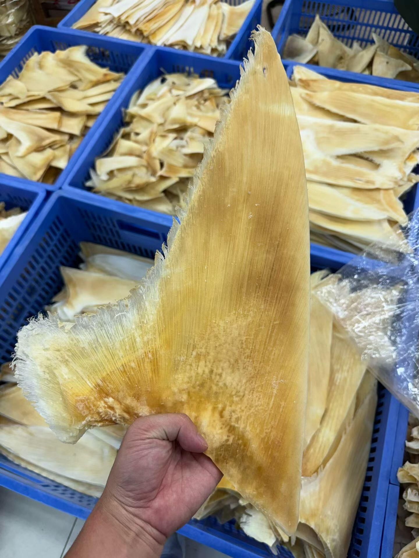 乾魚翅原包裝上的市場俗稱、拉丁學名、來源國、重量與批次欄位核對示意