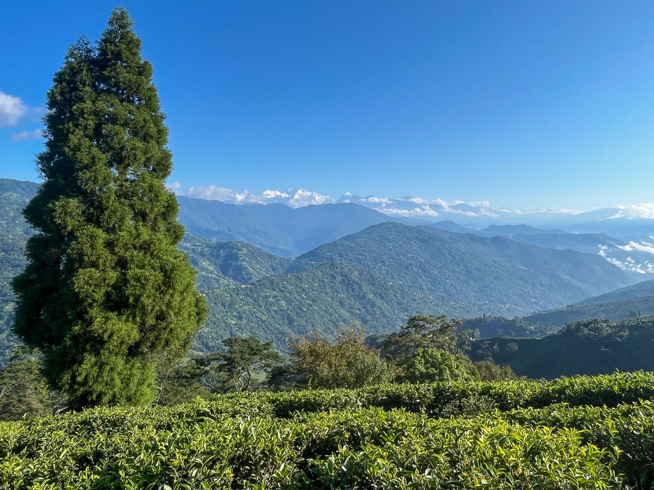 Oolong Comfort Room with Free Wifi at Yule Tea Retreat - Photo 3