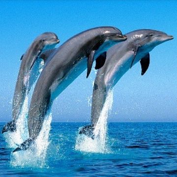 GreyBird   Dolphins