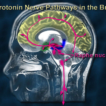 Serotonin vol 6