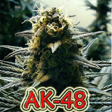 AK-48