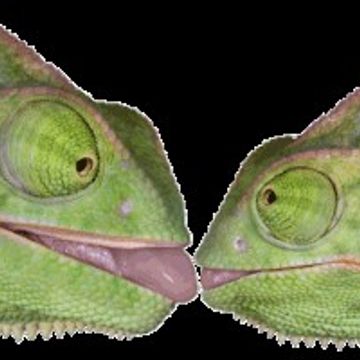 Lizard Kiss
