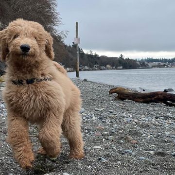 Deep Tech for Beach Dogs