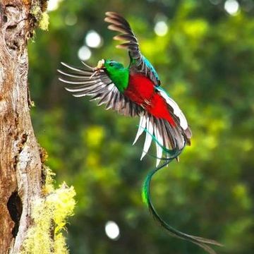 Quetzal Mixed by Irani Chagoya