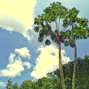 Sky Palms