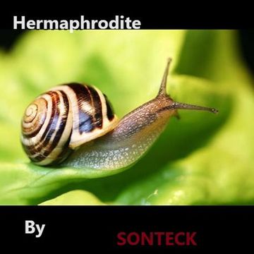 Hermaphrodite