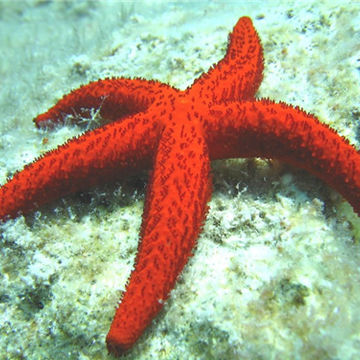 Red Sea