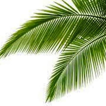 Palm Leaves