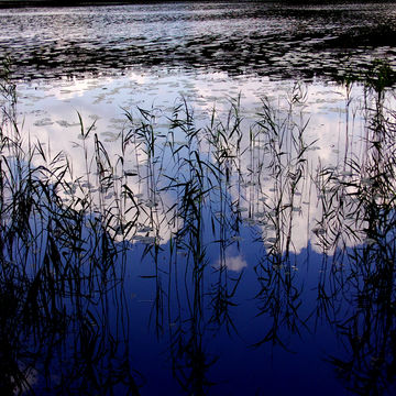 Reflection Of Water