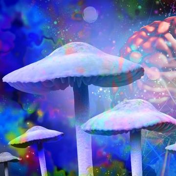 Mad On Mushroom ! Psytrance Mix by Dj Mr.Fy 15-12-2022