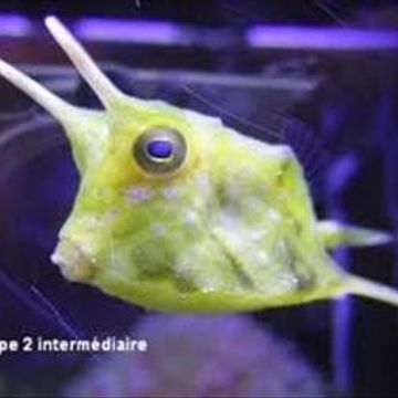 live set from ultrason radio