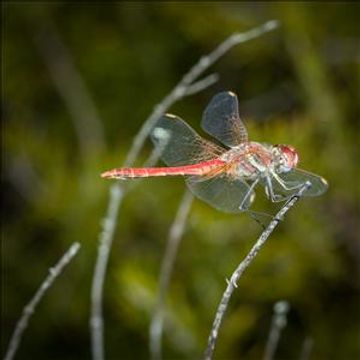 Hard Vocal Techno 2014 01 31a