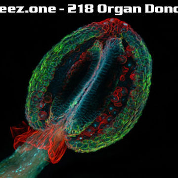 kleez.one   218 Organ Donor