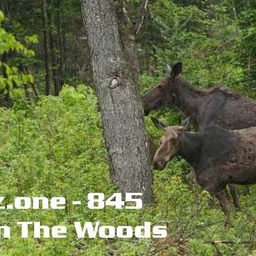 kleez.one   845 Back In The Woods