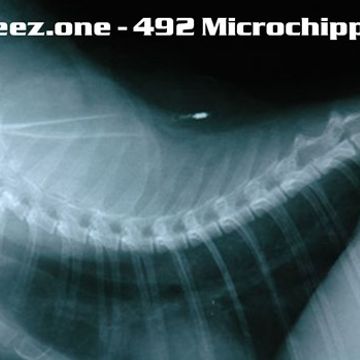 kleez.one   492 Microchipped