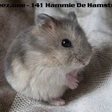 kleez.one   141 Hammie De Hamster
