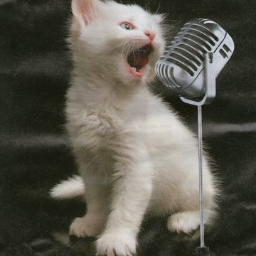 Pussy,s can sing to!!!!