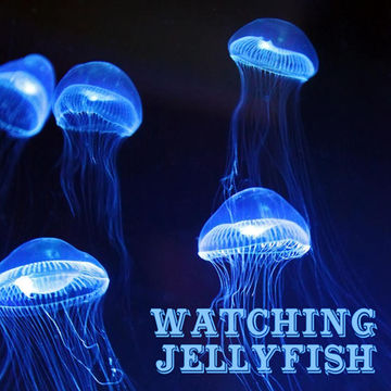 1st March 2020 Watching Jellyfish