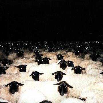 Kap-U - the Planet of the Sheeps