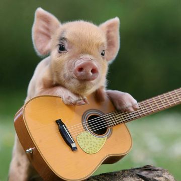 high stoned crazy little pig makes great music