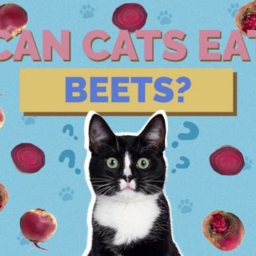 Cool beats for cats - NVS