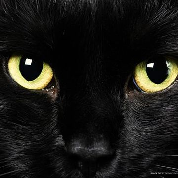 El Gato Negro