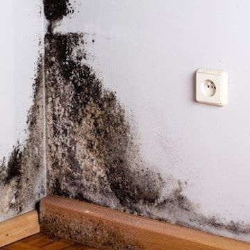 Mold Testing NJ