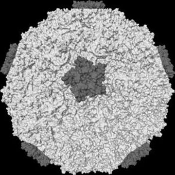 rhinovirus