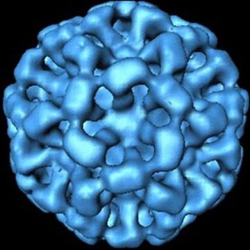 norovirus