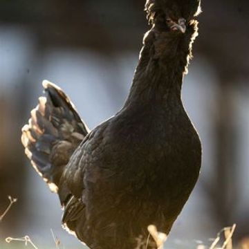 soul chicken