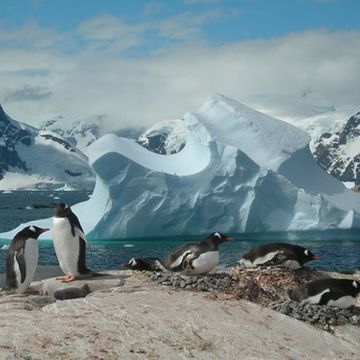 penguin breaks