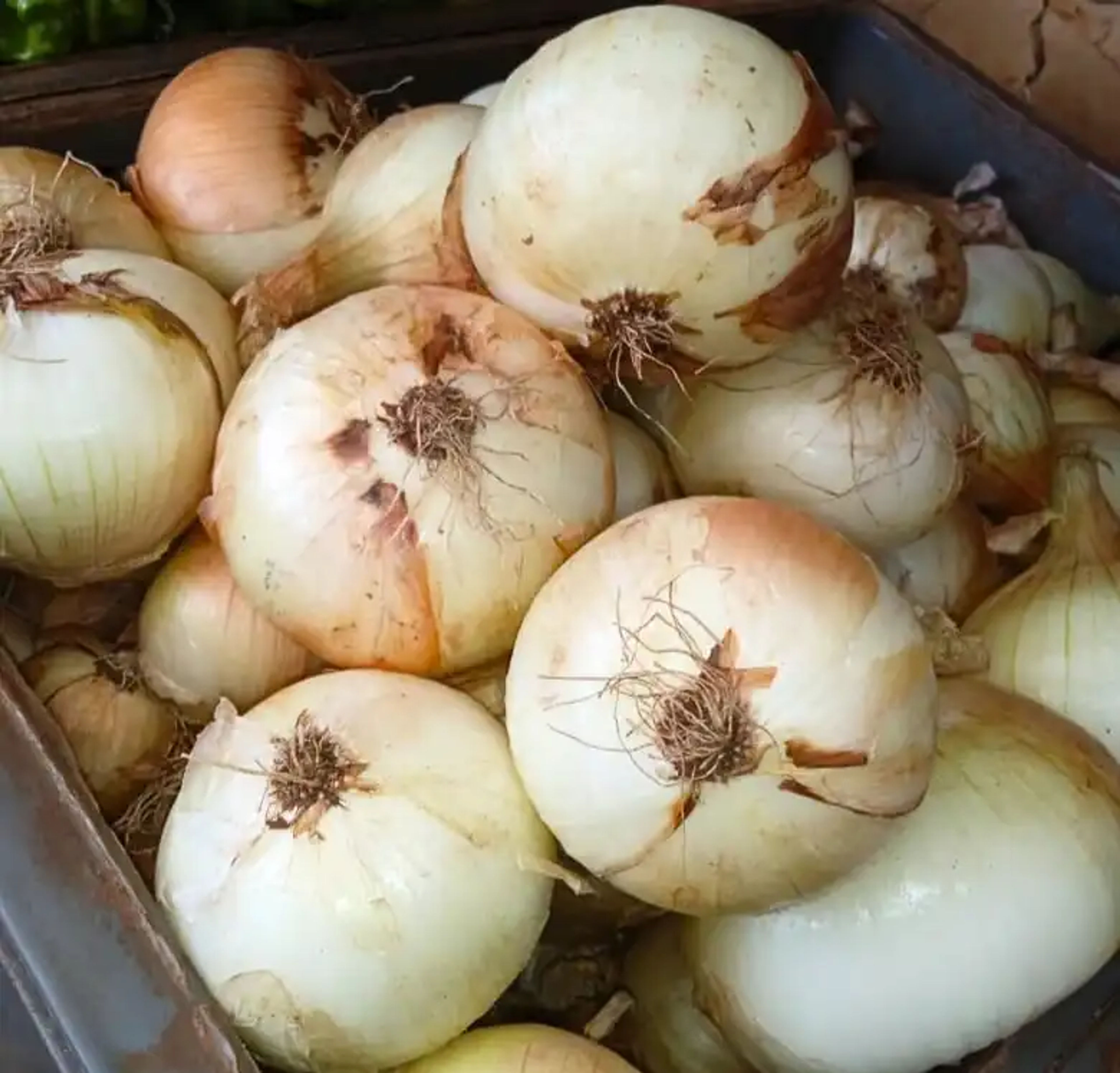 Cebolla Blanca