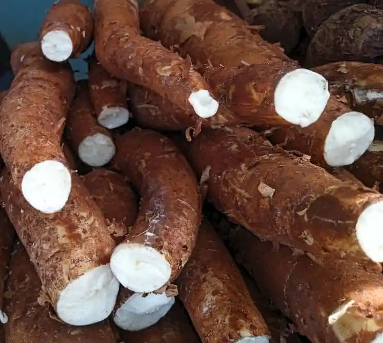 Yuca