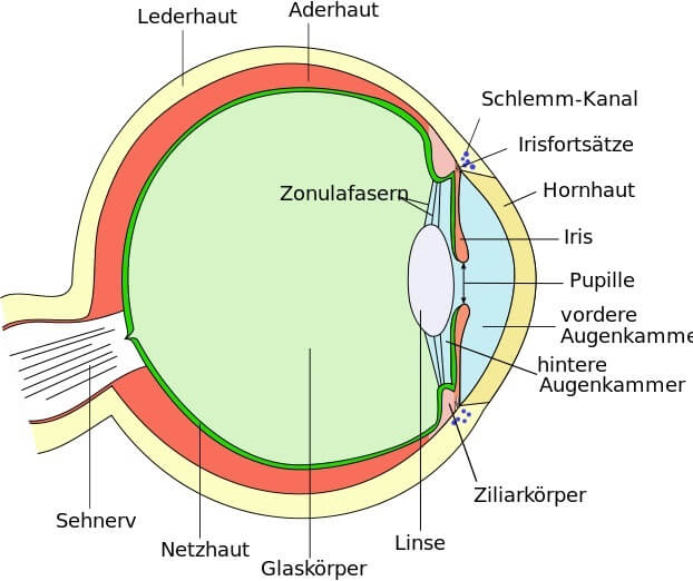 Der Aufbau des Auges
