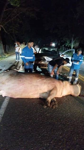 Hipopotamo accidentado