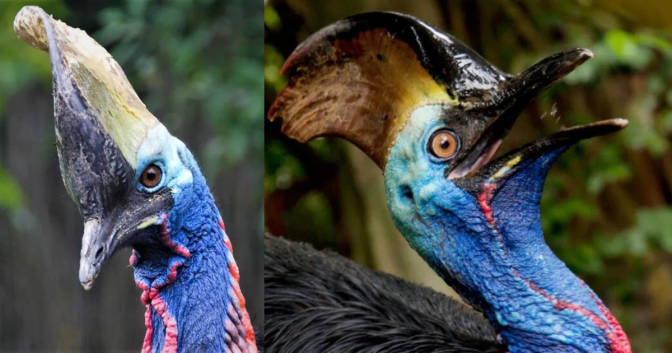 The cassowary: the most dangerous bird that challenges all predators