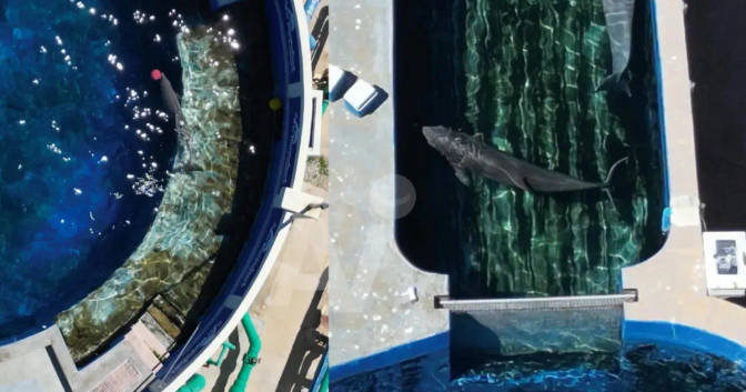 Delfines abandonados a su suerte en un parque marino fueron rescatados tras protesta pública