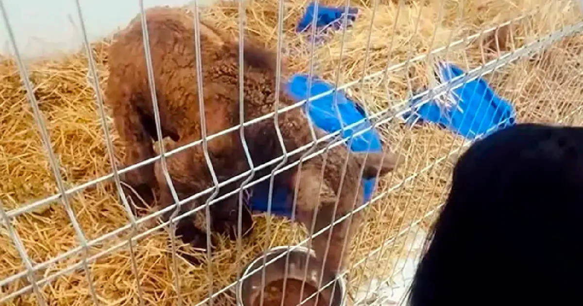 Tiene ganas de vivir: la recuperación de Mina, la osa rescatada del zoológico