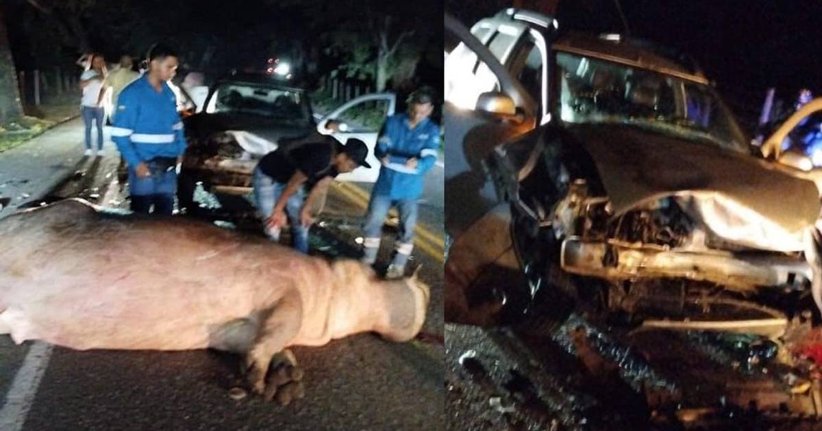 Muere hipopótamo en un accidente vehicular en Puerto Triunfo, Antioquia