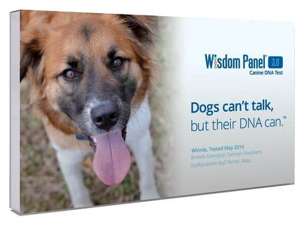 Wisdom Panel Dog DNA Test