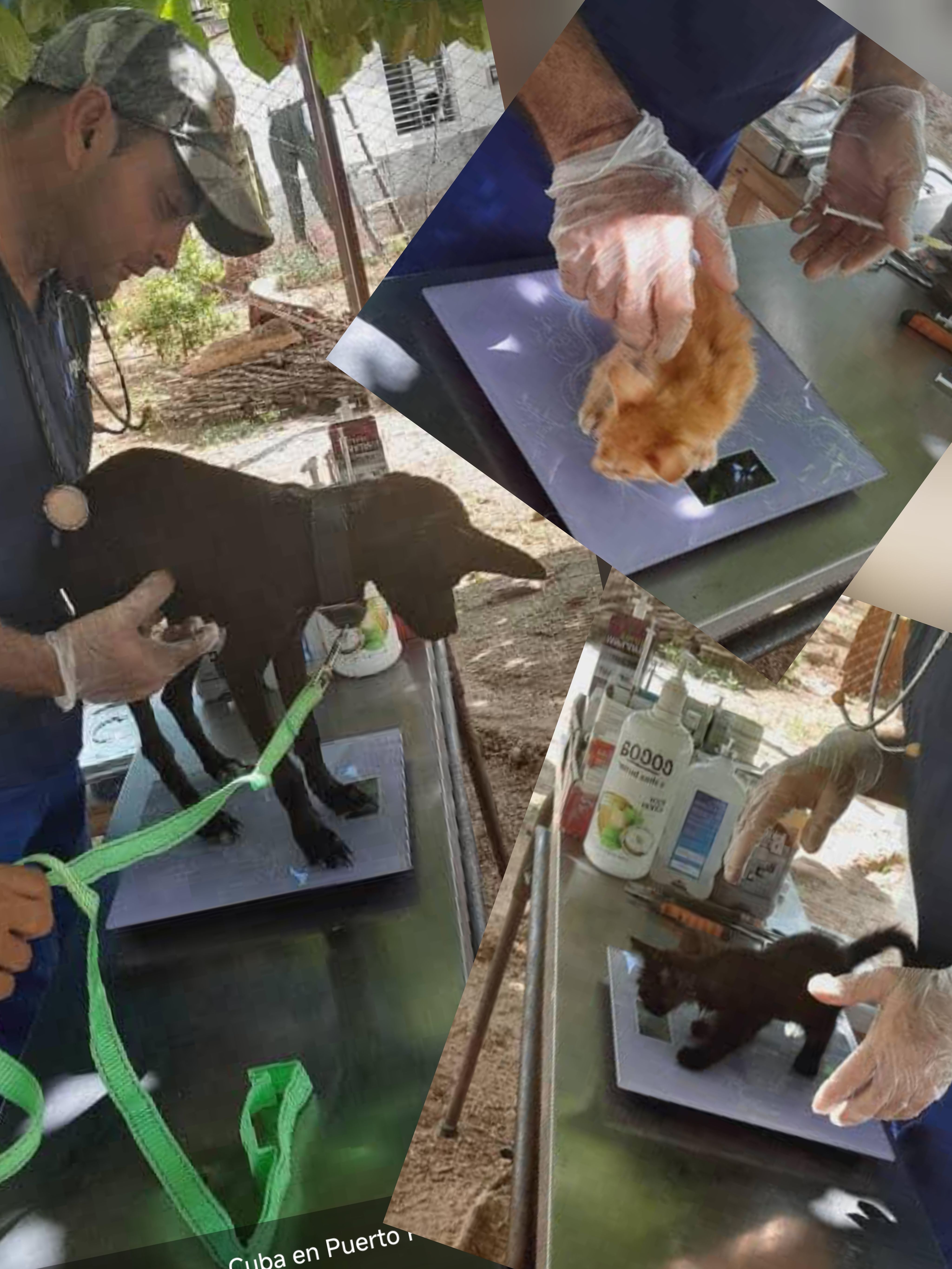 Imagen de mascota lista para ser adoptada