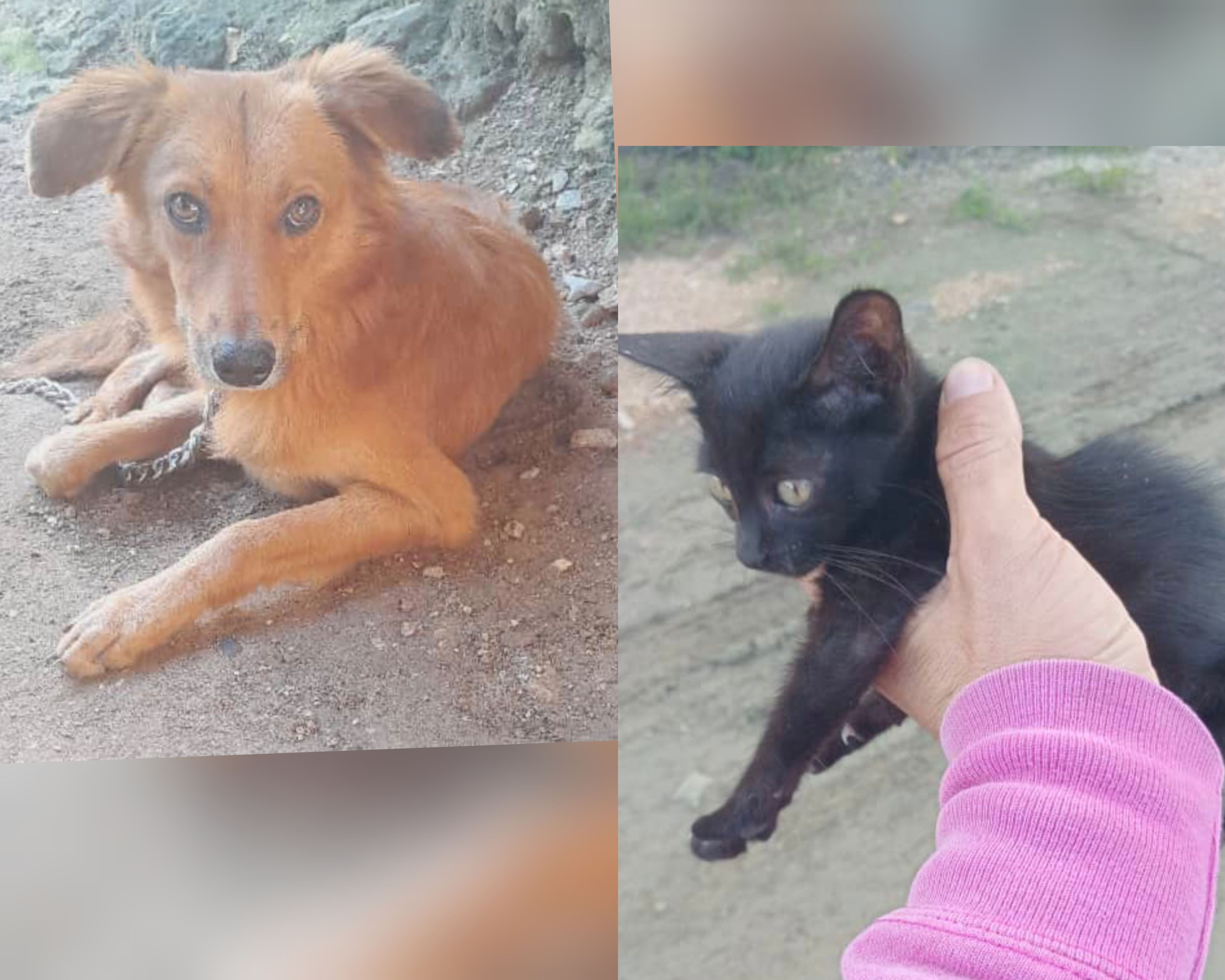 Imagen de mascota lista para ser adoptada