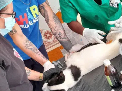 Campaña de esterilización Puerto padre